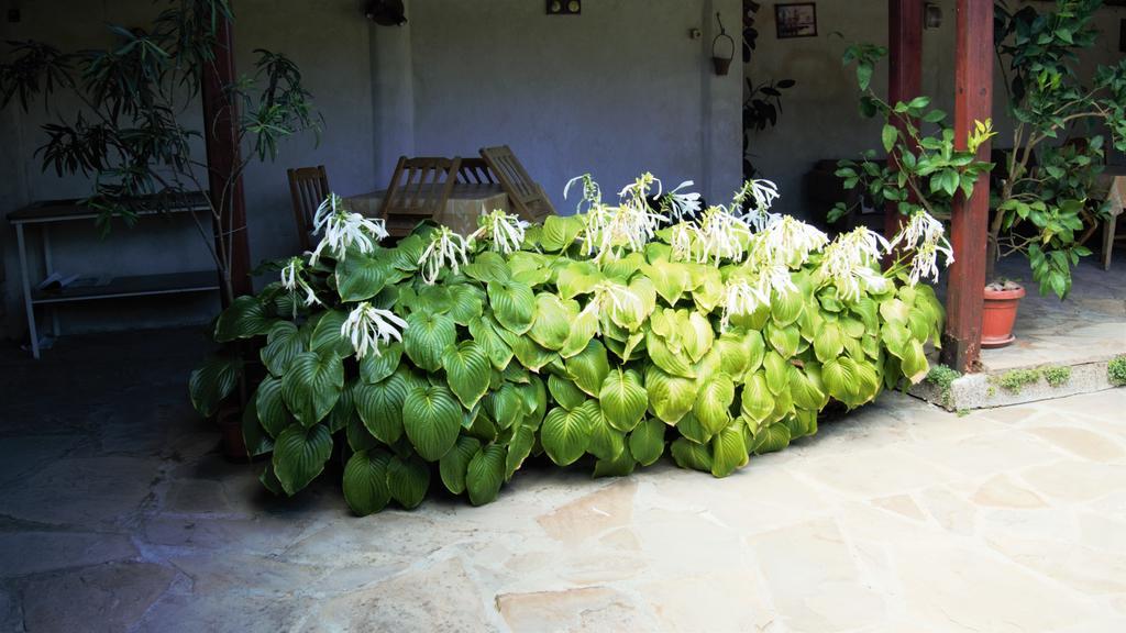 מלון שקורפילובצי Atanasovi House מראה חיצוני תמונה